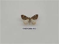 藏品(尺蛾615)的圖片